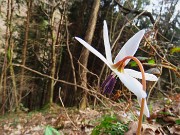 32 Dens canis- Dente di cane